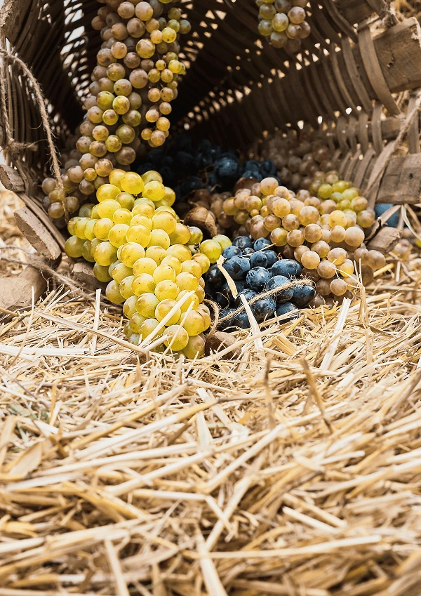 Grappes de raisin dans de la paille