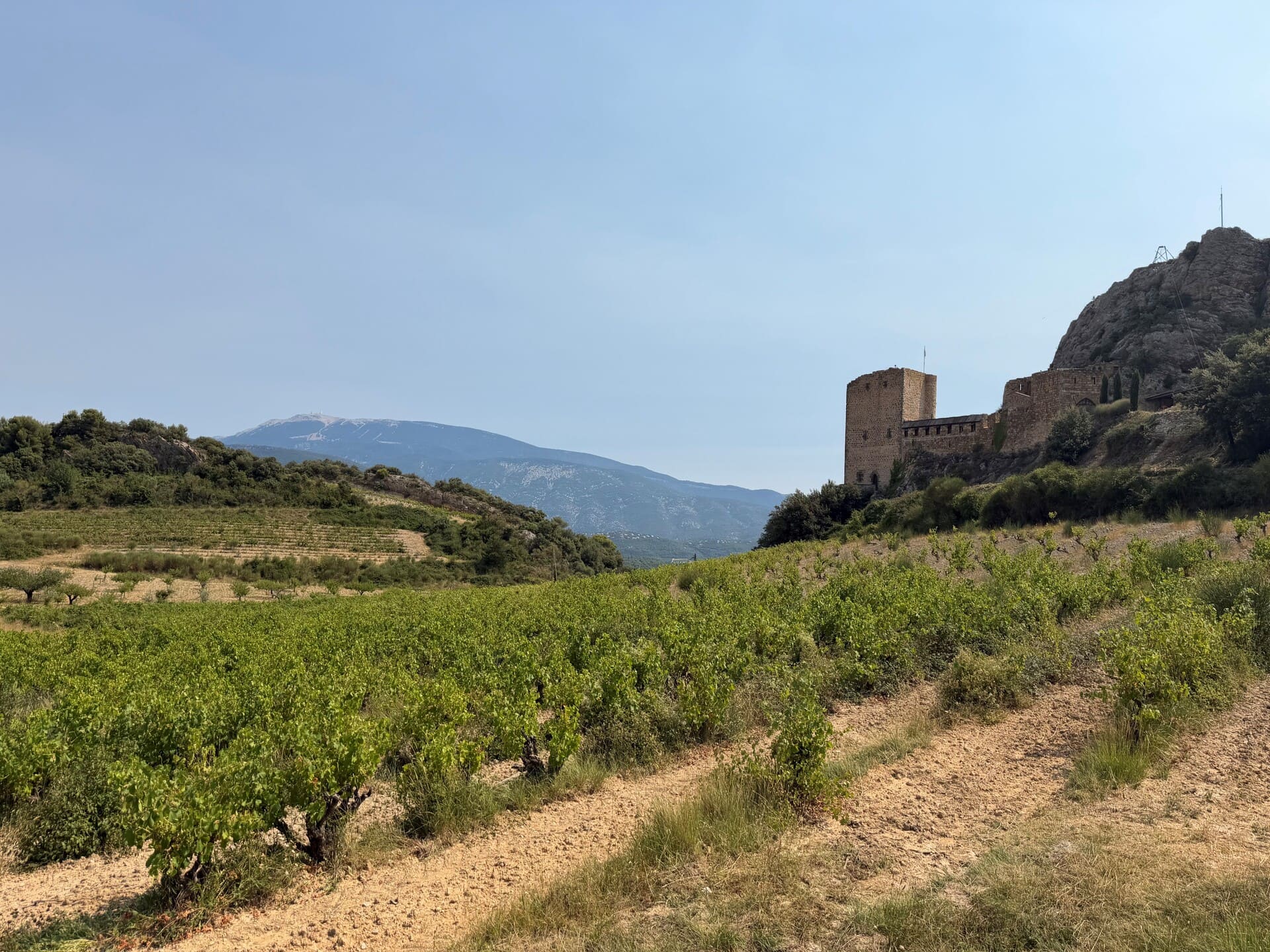 paysage avec des vignes