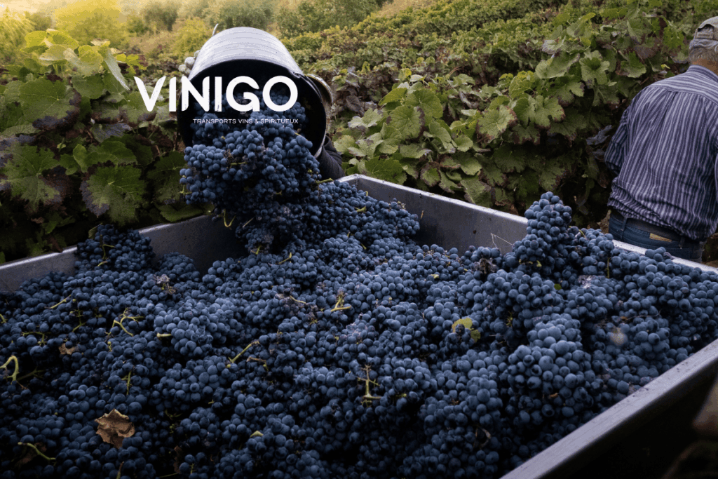 raisins dans des caisses lors des vendanges