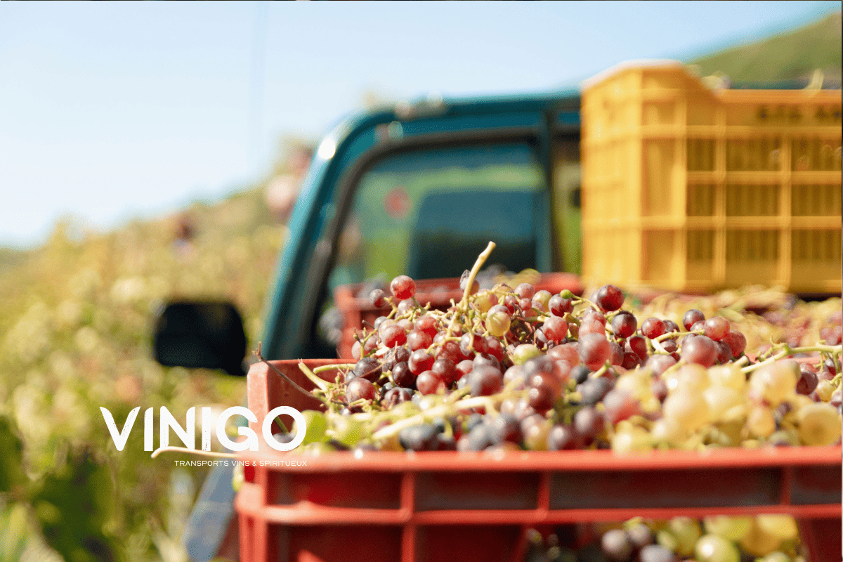 raisins dans des caisses lors des vendanges